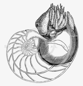 Transparent Snail Clipart Black And White - Nautilus Old Scientific Illustration, HD Png Download, Transparent PNG