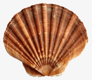 Shell Clipart Red Sea - Transparent Background Seashells Png, Png Download, Transparent PNG
