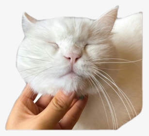 #cat#animal#pngs - Cat Yawns, Transparent Png, Transparent PNG