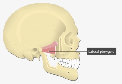 Lateral Pterygoid Muscle Attached To The Skull - Lateral Pterygoid Muscle, HD Png Download, Transparent PNG