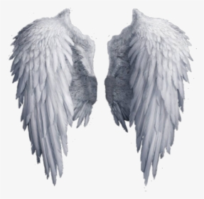 Image - Transparent Background Angel Wings Clipart, HD Png Download, Transparent PNG