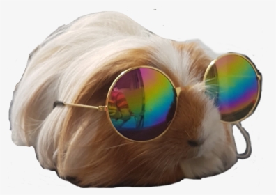 Pet, HD Png Download, Transparent PNG