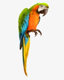Vector Parrot Parakeet - Transparent Background Parrot Transparent, HD Png Download, Transparent PNG