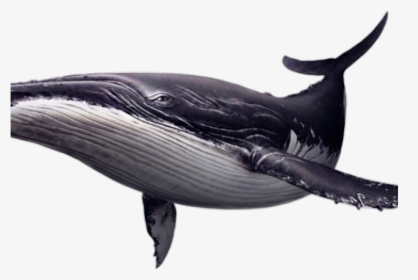Humpback Whale Transparent Background, HD Png Download, Transparent PNG