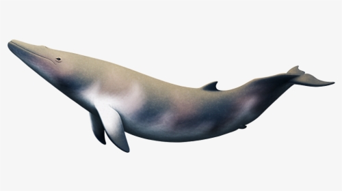 Maiabalaena - Blue Whale, HD Png Download, Transparent PNG