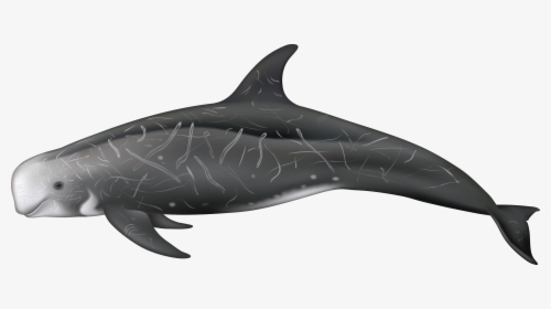Risso's Dolphin Grampus Griseus, HD Png Download, Transparent PNG