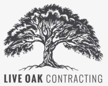 Live Oak Contracting - Live Oak Tree Logo, HD Png Download, Transparent PNG