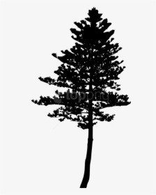 Tree Png Silhouette - Pine Tree Png Silhouette, Transparent Png, Transparent PNG