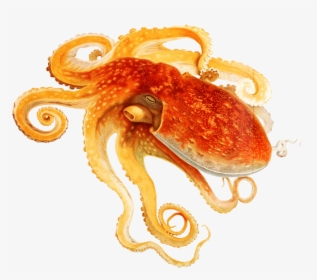 Octopus Illustration - Curled Octopus, HD Png Download, Transparent PNG