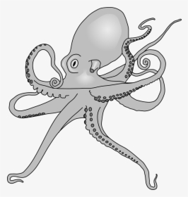 Fileoctopus Drawing - Octopus Sp, HD Png Download, Transparent PNG