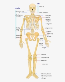 Human Skeleton Front Vi - Human Skeleton, HD Png Download, Transparent PNG