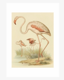 Vintage Flamingo Illustration, HD Png Download, Transparent PNG