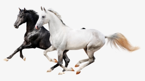 Biftch - Running Black Horse Png, Transparent Png, Transparent PNG