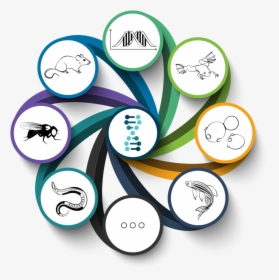 Illustration Of Community Logos - Vector Circulo Infografia, HD Png Download, Transparent PNG