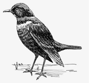 Ousel 2 - Blackbird Clipart Black And White, HD Png Download, Transparent PNG