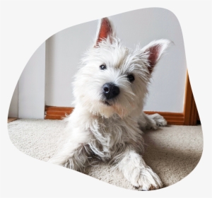 Wilburimage - West Highland White Terrier, HD Png Download, Transparent PNG