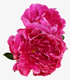 Peony Outline Png Vector Royalty Free Download - Peony Png, Transparent Png, Transparent PNG