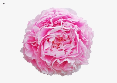 Sarah Bernhardt Peonija, HD Png Download, Transparent PNG