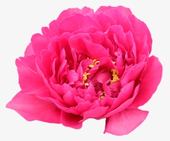 Buy Pink Peonies - Common Peony, HD Png Download, Transparent PNG