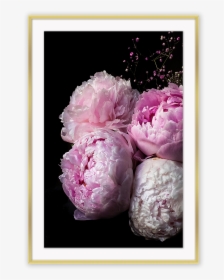 Hd Peonies Iphone, HD Png Download, Transparent PNG