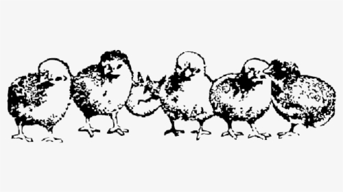 Animals, Baby, Farm, Birds, Rooster, Hen, Chicken - Baby Chickens Clip Art Black And White, HD Png Download, Transparent PNG