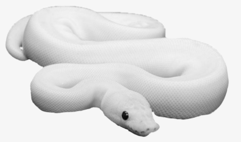 #snakes #snake #freetoedit - Leucistic Ball Python, HD Png Download, Transparent PNG
