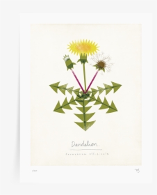 Dandelion, HD Png Download, Transparent PNG