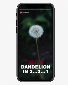 Dandelion - Smartphone, HD Png Download, Transparent PNG
