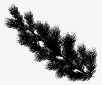 Transparent Advent Wreath Png - Pine Tree Leaves Png, Png Download, Transparent PNG