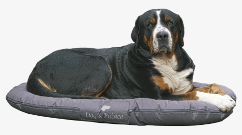 Bernese Mountain Dog Lying On Dog Bed - Camas Para Perros, HD Png Download, Transparent PNG