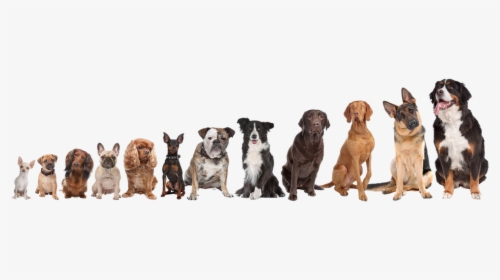 Picture - Choose A Dog Breed, HD Png Download, Transparent PNG