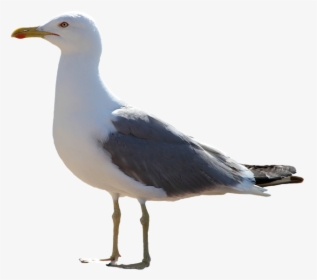 Gull Transparent Images - Gull Png, Png Download, Transparent PNG