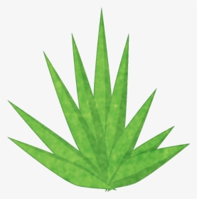 Transparent Yucca Plant Png - Cannabis, Png Download, Transparent PNG