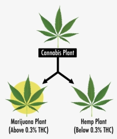 Cannabis Leaf, HD Png Download, Transparent PNG