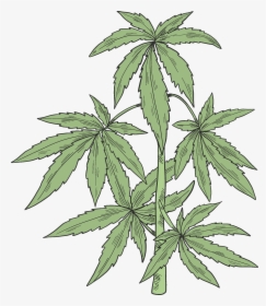 Cannabis, HD Png Download, Transparent PNG