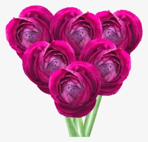 Get Ranunculus Burgundy Flowers Lowest Cost Online - Persian Buttercup, HD Png Download, Transparent PNG