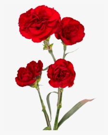 Burgundy Spray Carnations Cheap - Floribunda, HD Png Download, Transparent PNG