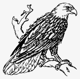 Head, Sketch, Cartoon, Eagle, Page, Bird, Fly, Flying - Eagle Black And White Clipart, HD Png Download, Transparent PNG