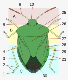 Anatomy Of A Shield, HD Png Download, Transparent PNG