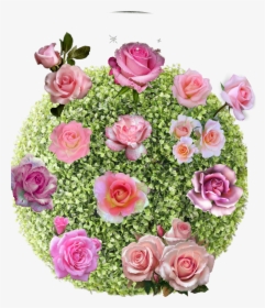 #freetoedit #bush #rose #rosebush #nature #garden #pink - اجمل الورود في العالم, HD Png Download, Transparent PNG