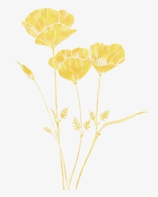 Golden Poppy Png, Transparent Png, Transparent PNG