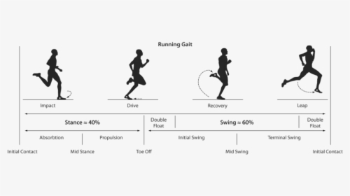 Phases Of Running Gait, HD Png Download, Transparent PNG