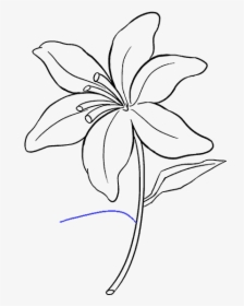 Drawing Tigers Lilies - Lily Flower Drawing Easy, HD Png Download, Transparent PNG