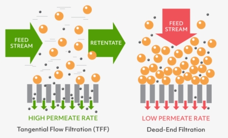 Tangential Flow Filtration Vs Dead-end Filtration - Direct Flow Filtration Vs Tangential Flow Filtration, HD Png Download, Transparent PNG