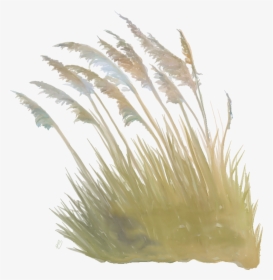 Sea Oat - Grass, HD Png Download, Transparent PNG
