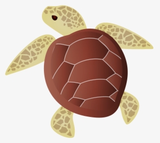 Green Sea Turtle, HD Png Download, Transparent PNG