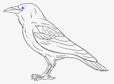 Drawing Marker Bird - Drawing Raven, HD Png Download, Transparent PNG