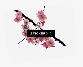 Cherry Blossom Flower - Transparent Png Png Cherry Blossom Branch, Png Download, Transparent PNG