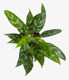Chinese Evergreen Maria - Houseplant, HD Png Download, Transparent PNG