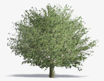 Trees Png Photoshop Plan, Transparent Png, Transparent PNG